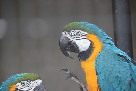 王子動物園17