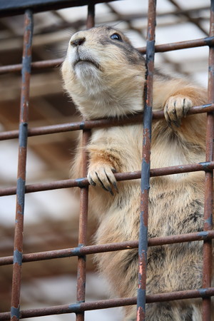 王子動物園20