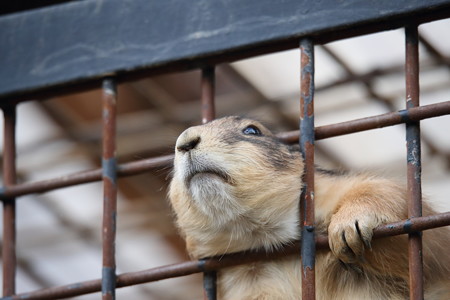 王子動物園21