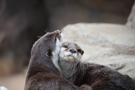 王子動物園23