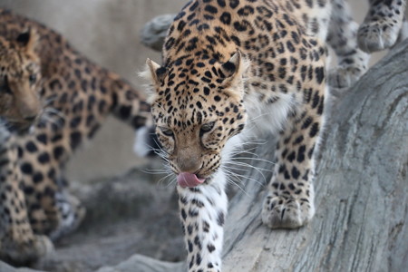 王子動物園35