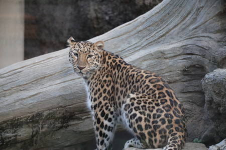 王子動物園38