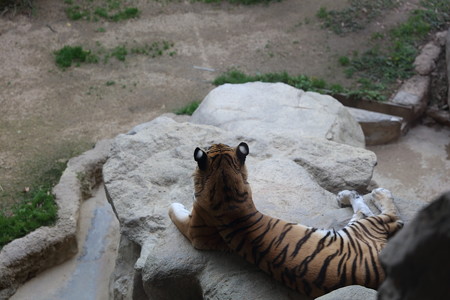 王子動物園1