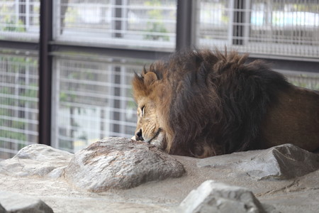 王子動物園4
