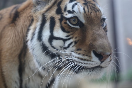王子動物園12