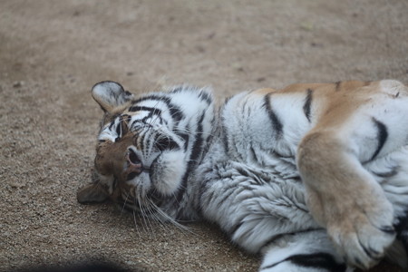王子動物園13