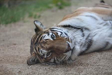 王子動物園14