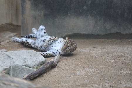 王子動物園16
