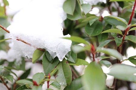 雪景色1
