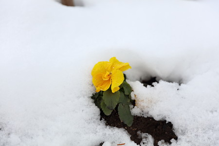 雪景色2