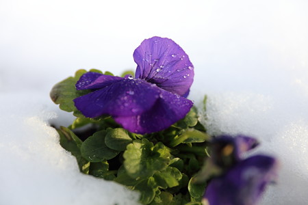雪景色4