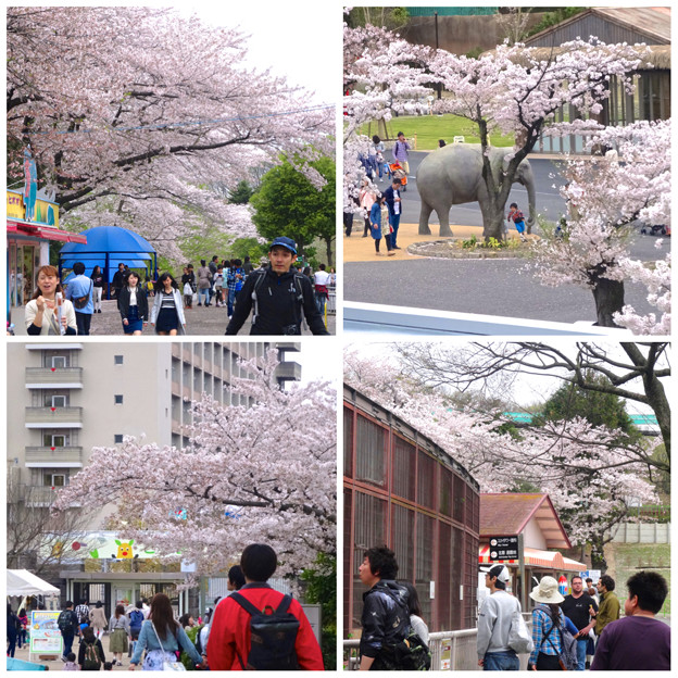 春の東山動植物園：桜が満開♪（2015/4/4）- 2