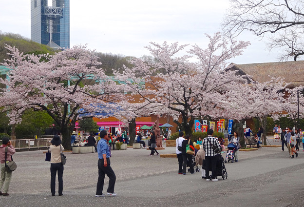春の東山動植物園 No - 005:満開の桜(2015/4/4)