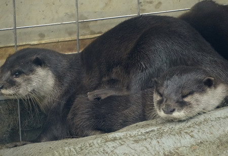 春の東山動植物園 No - 020:とっても可愛らしかった、コツメカワウソの子供