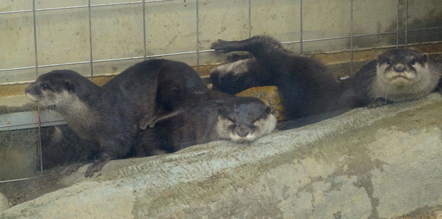 春の東山動植物園 No - 021:とっても可愛らしかった、コツメカワウソの子供