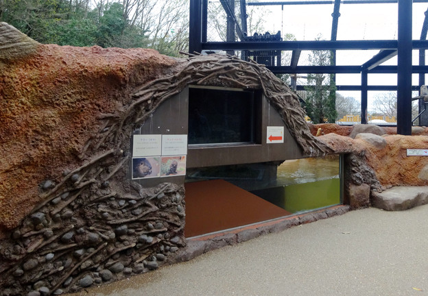 春の東山動植物園 No - 166:新しいビーバー舎