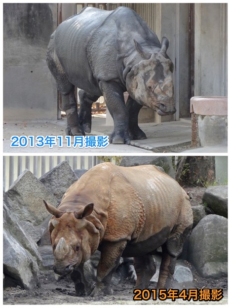 東山動植物園:なぜかいつもより茶色がかっていた、インドサイ - 2