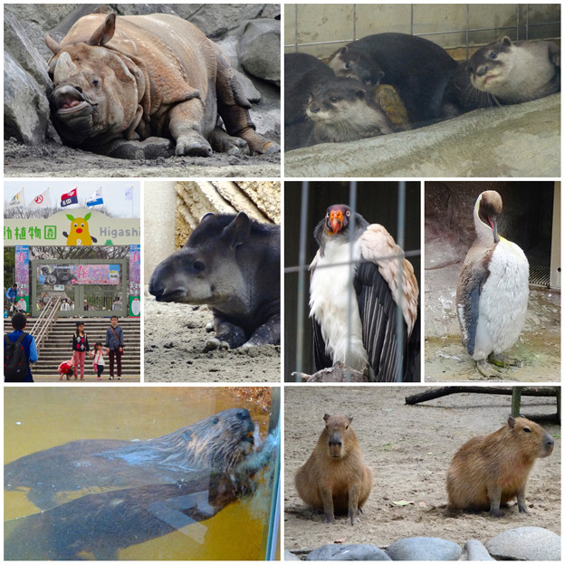 東山動植物園の様々な動物たち - 3