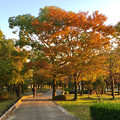 Photos: すっかり紅葉してた落合公園の木々 - 2