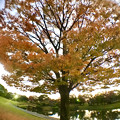 Photos: 広角レンズ付けて撮影した紅葉した木 - 2
