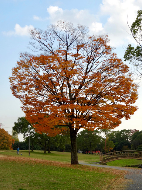 落合公園の紅葉 - 1