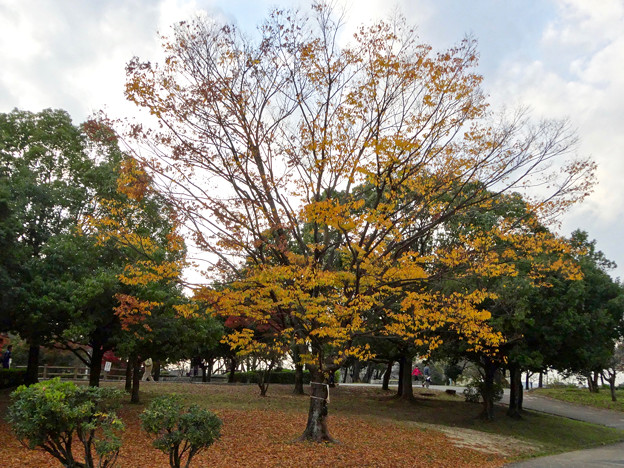 落合公園の紅葉 - 3