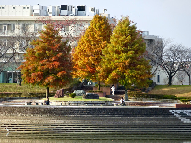 落合公園の紅葉 - 20