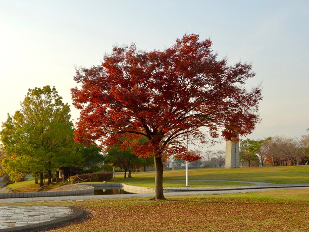 落合公園の紅葉 - 45