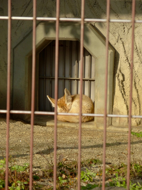 東山動植物園：眠たそうだったフェネック - 1