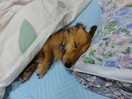 ギンタロウ20100926_02