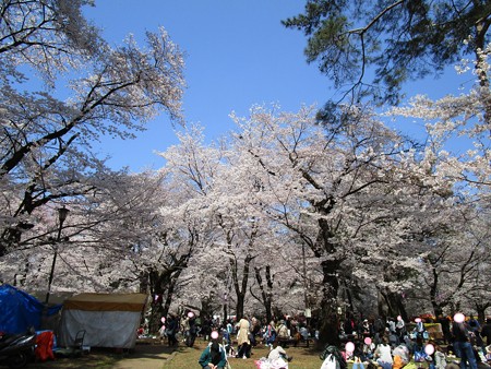 4/4、大宮公園の桜