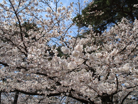 4/4、大宮公園の桜