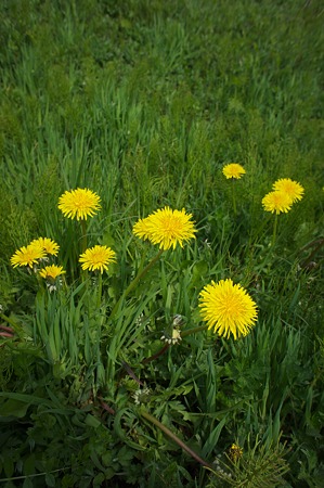 Dandelion04252011nex5-01