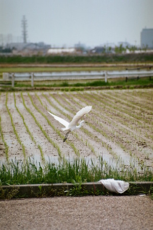CONTAX159MM_Kodak_PORTRA160NC05092011-04