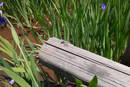 dragonfly05242011dp1-02