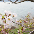 琵琶湖の桜に春がきた。