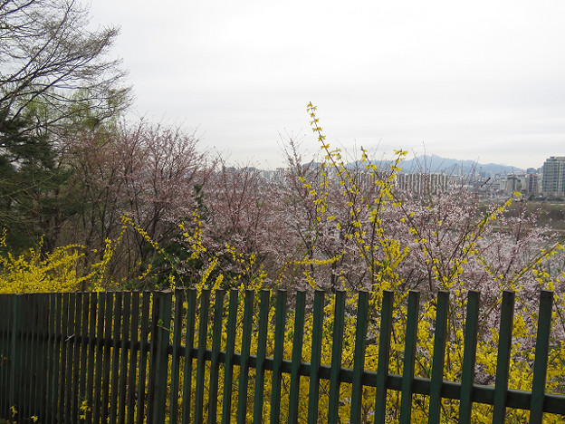 resize2994 写真: resize2994