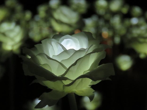 resize3372 写真: resize3372