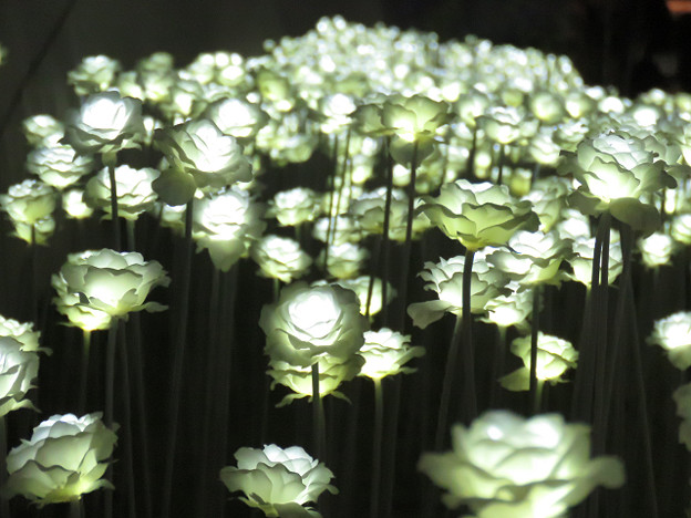 resize3373 写真: resize3373