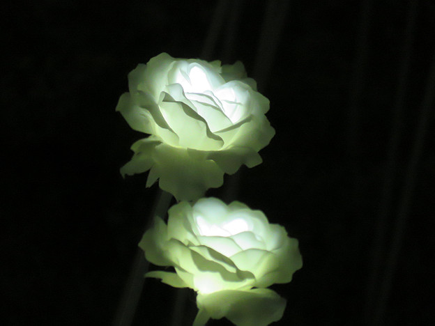 resize3384 写真: resize3384