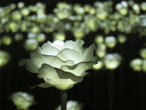 resize3392 写真: resize3392