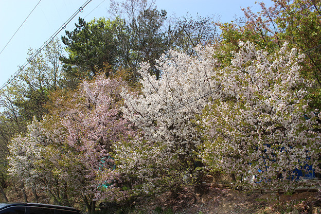 resize9974 写真: resize9974