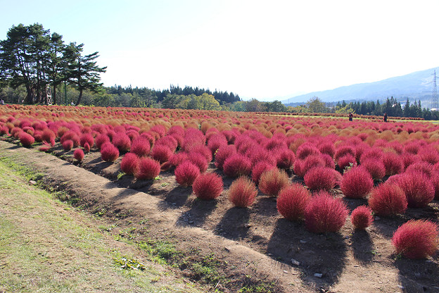 resize13731 写真: resize13731