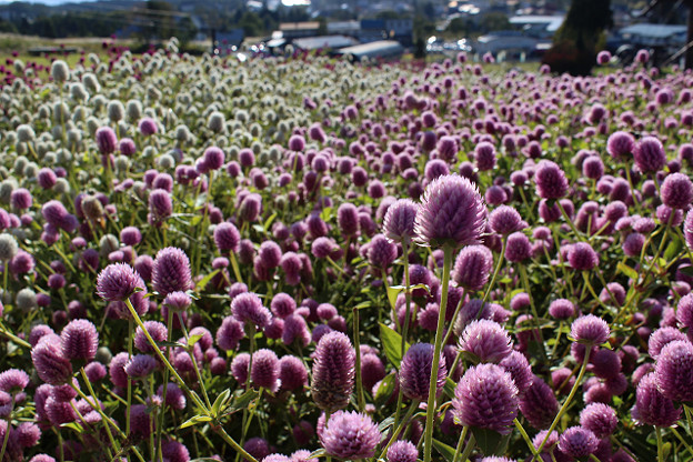 resize13736 写真: resize13736