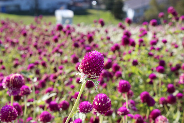 resize13739 写真: resize13739