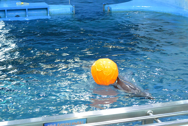 resize13096 写真: resize13096