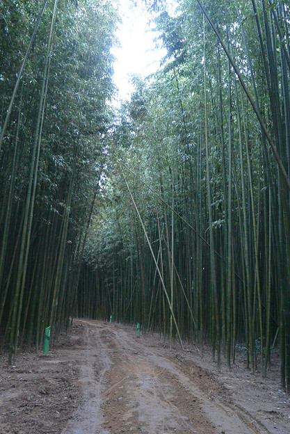 resize13272 写真: resize13272