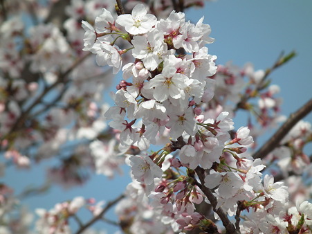 浄水公園の桜　その１