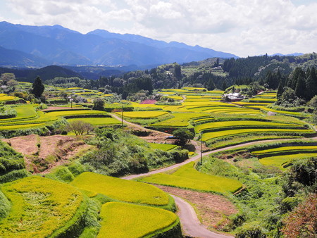 美里町の棚田 小崎地区と白石野地区 路傍の花たち