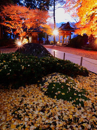 大興善寺紅葉ライトアップ 路傍の花たち